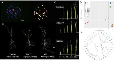 Spatial and Temporal Transcriptomic Heredity and Asymmetry in an Artificially Constructed Allotetraploid Wheat (AADD)